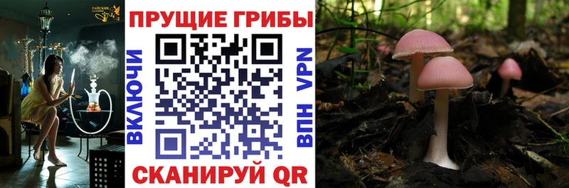 Галлюциногенные грибы Cubensis  Тюкалинск 